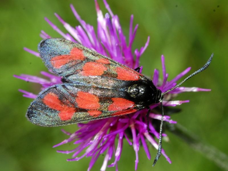 Una Zygaena dalle grandi macchie - Zygaena (Zygaena) loti, Zygaenidae